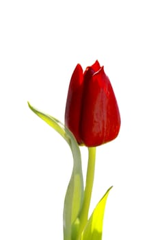 Red tulip isolated on white background