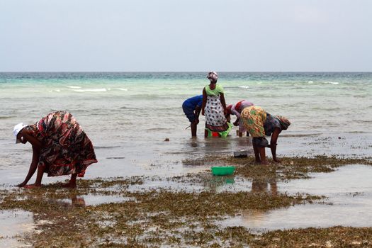 Women with colorful clothes looking for shellfishes in Zanzibar