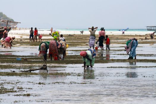 Women and children with colorful clothes looking for shellfishes in Zanzibar
