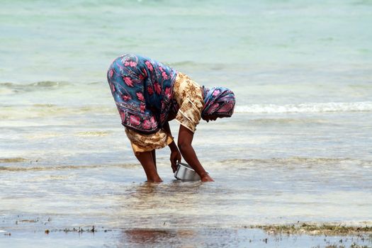 Woman with colorful clothes looking for shellfishes in Zanzibar