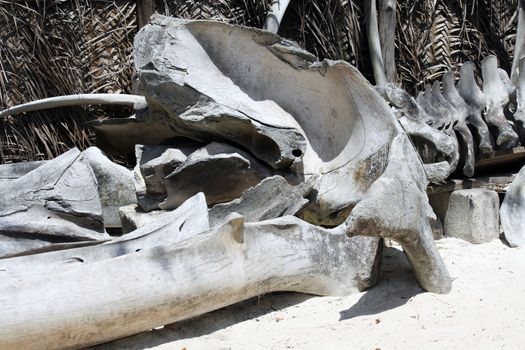 Bones of a beached whale in Zanzibar