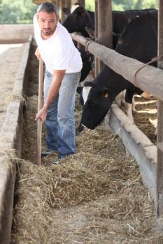 Farmer feeding the cows