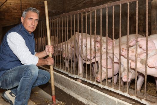 Man feeding pigs