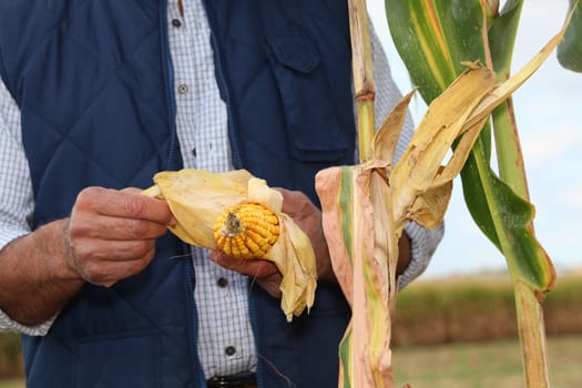 farmer in field with corn cob