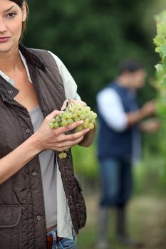 Gardener with bunch of grapes