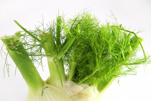 Fennel