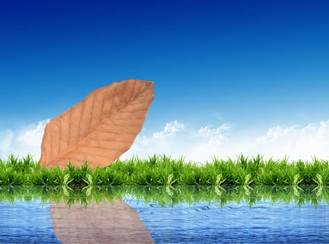 leaf on the grass with the bright sky