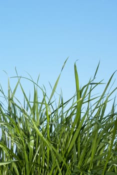 Spring young green grass under the blue sky.  A background the nature