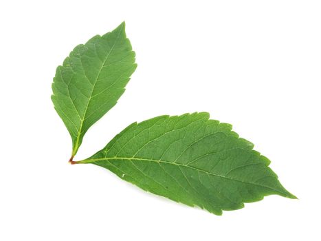 Close-up of green leaf 