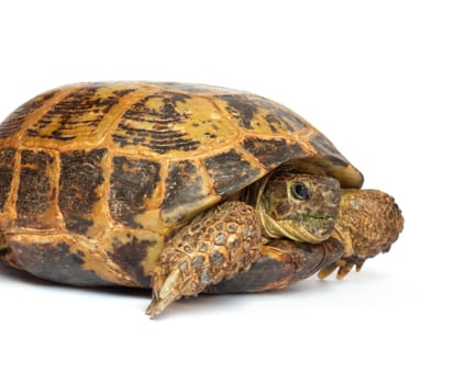 Turtle on a white background