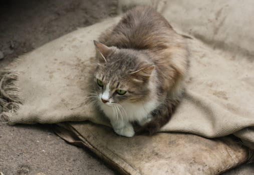 cat with green eyes