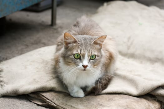 cat with green eyes