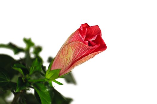 The bud of a blossoming hibiscus isolated on a white background