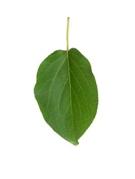 leaf of dried apricots on a white background