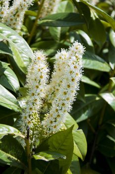 elder white flowers as herb in the garden