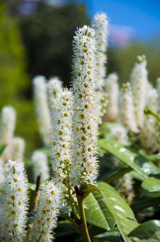 elder white flowers as herb in the garden