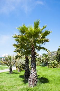 Palm tree in the city in sunny day