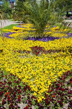 Viola tricolor pansy, flowerbed in the park