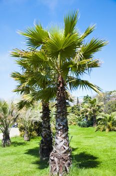 Palm tree in the city in sunny day
