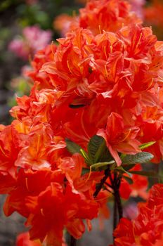 The flower in the garden of park