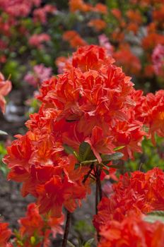 The flower in the garden of park