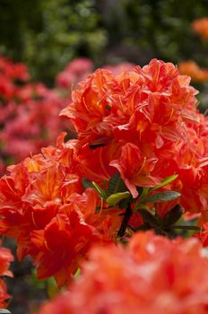 The flower in the garden of park