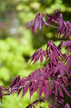 beautiful  maple leaves in the garden jf park