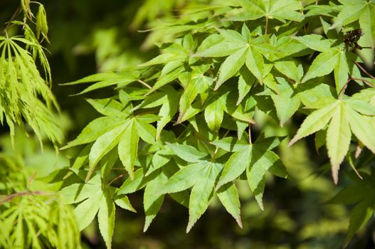 beautiful  maple leaves in the garden jf park