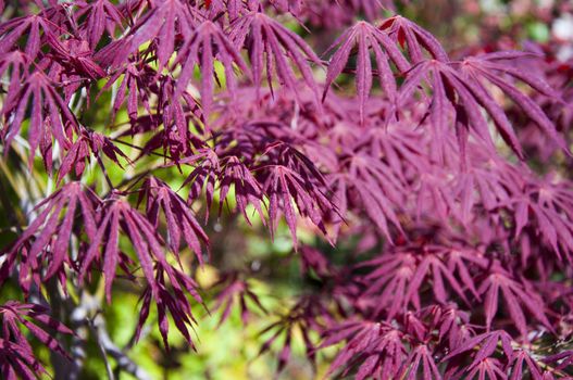 beautiful  maple leaves in the garden jf park