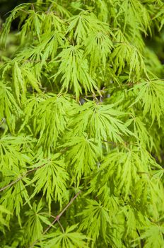 beautiful  maple leaves in the garden jf park