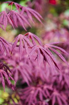 beautiful  maple leaves in the garden jf park