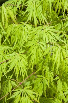 beautiful  maple leaves in the garden jf park