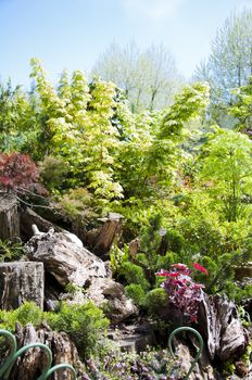 maple tree stump on grass in the garden