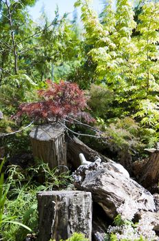 maple tree stump on grass in the garden