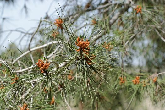 Male pollen cones (strobili) among needles on Mediterranean pine tree, shallow DOF