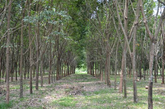 rubber plantation , rubber trees at Thailand