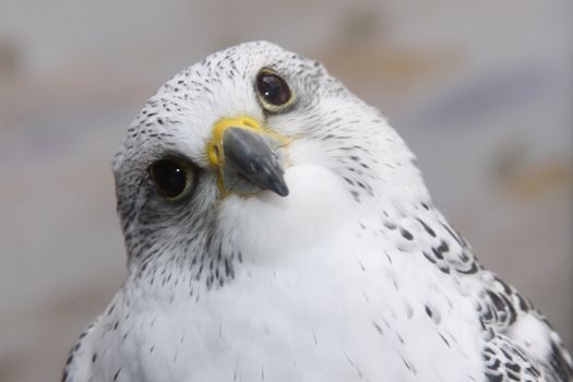 Gyrfalcon tilting head in a curious way.