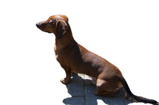 Beautiful dachshund Dog in the sunny day