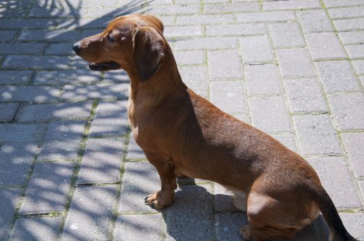 Beautiful dachshund Dog in the sunny day