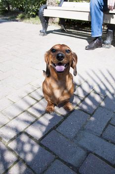 Beautiful dachshund Dog in the sunny day