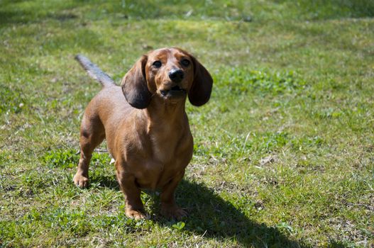 Beautiful dachshund Dog in the sunny day