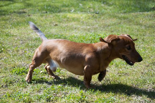 Beautiful dachshund Dog in the sunny day