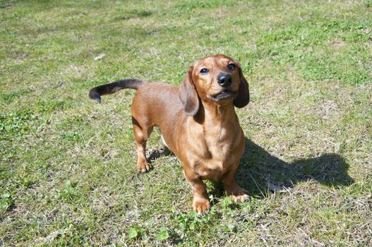 Beautiful dachshund Dog in the sunny day