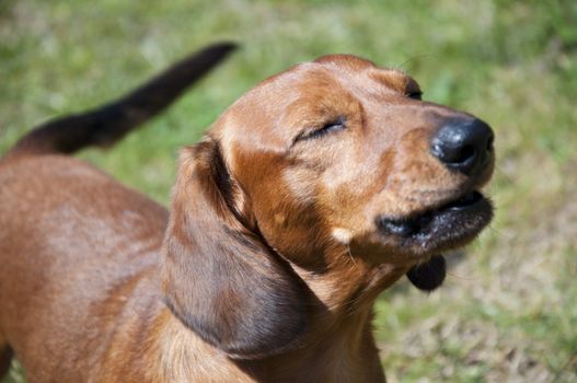 Beautiful dachshund Dog in the sunny day