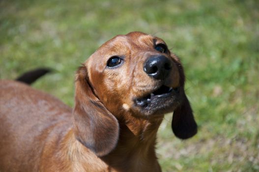 Beautiful dachshund Dog in the sunny day