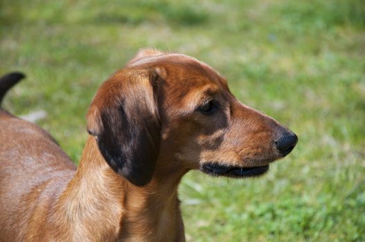 Beautiful dachshund Dog in the sunny day