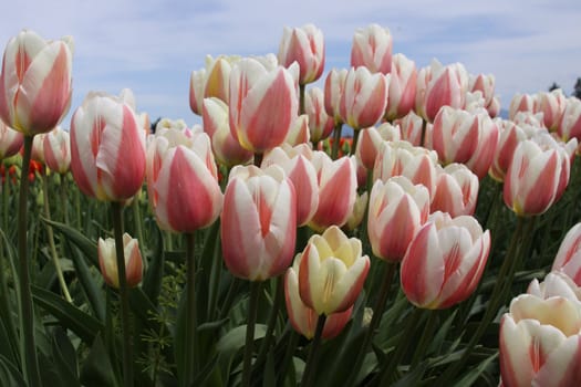 Tulips in a field in the Spring.