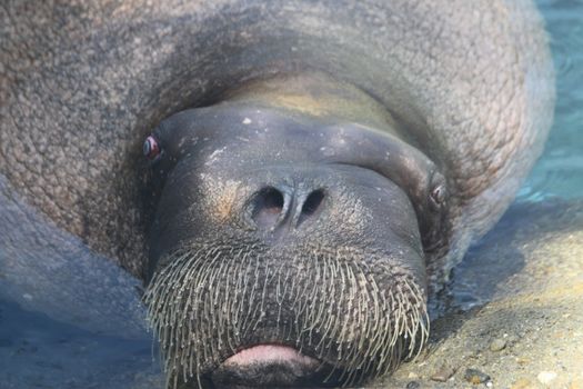 A moping or bored looking Walrus rests.