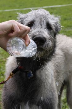 Dog owner in the park giving water to their dog that is wearing a collar and leash