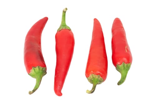 four red chilly peppers isolated on white background 